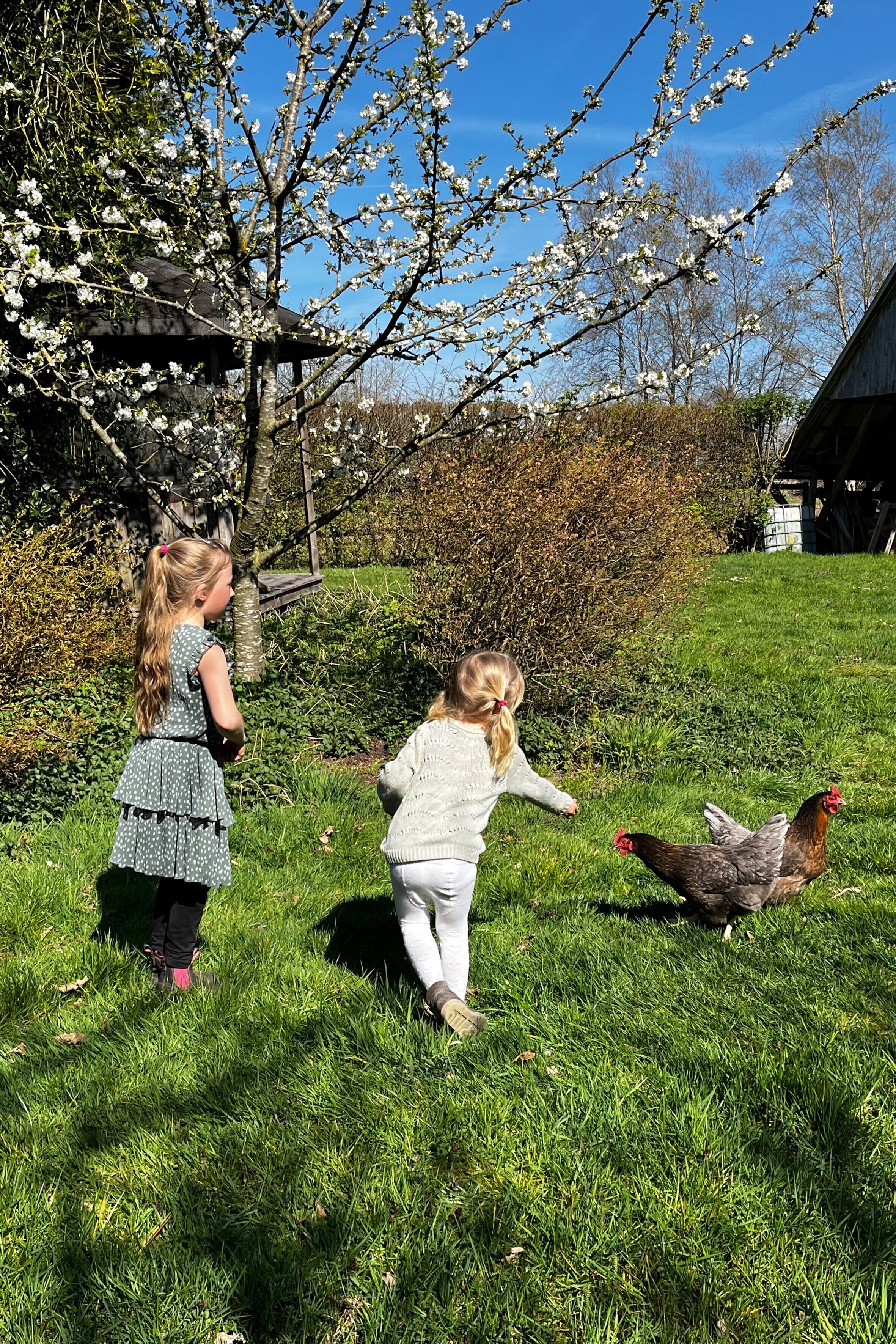 Two children in a grassy outdoor area with a chicken, a wooden structure, and a clear sky.