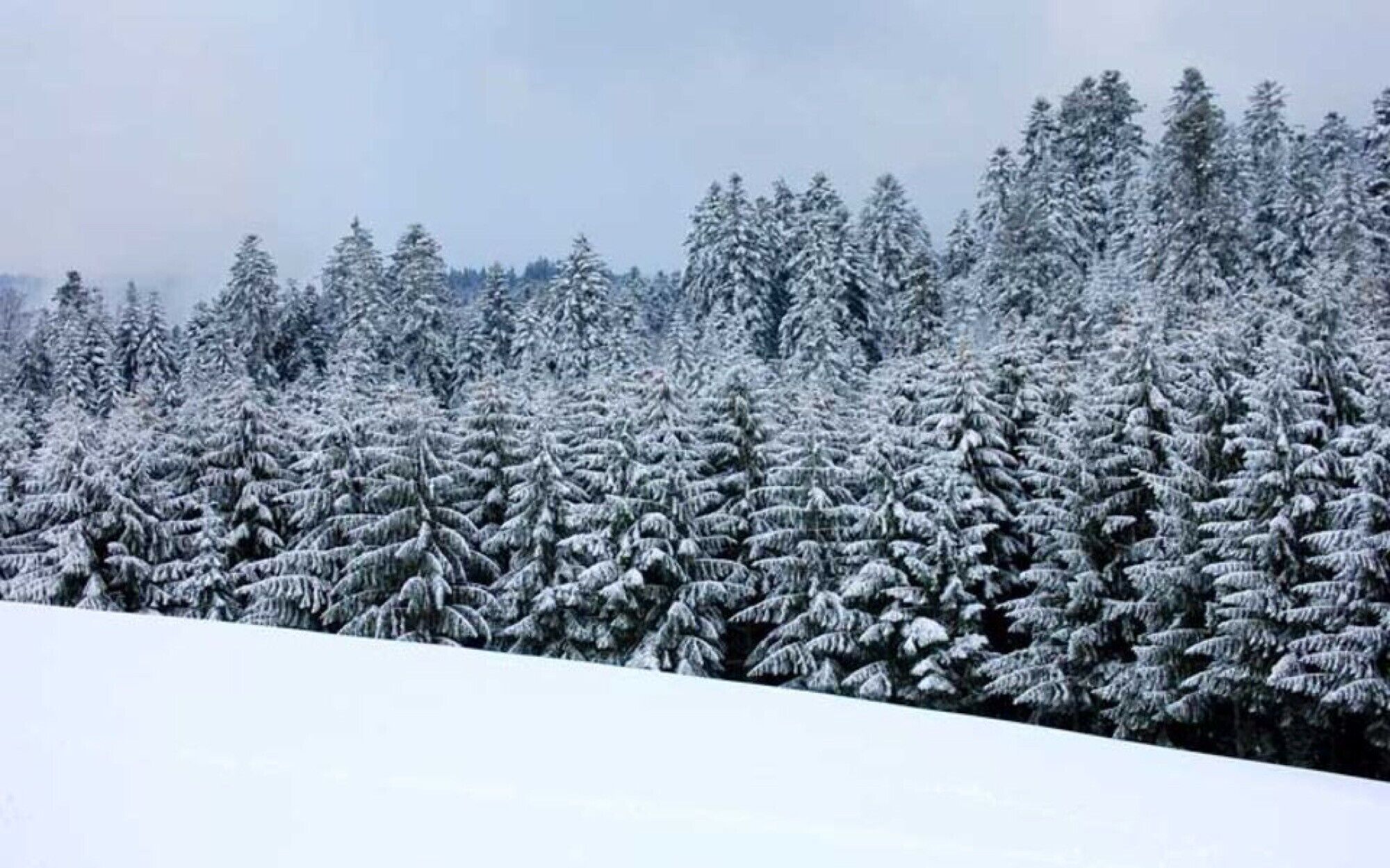 A dense forest of snow-covered trees.