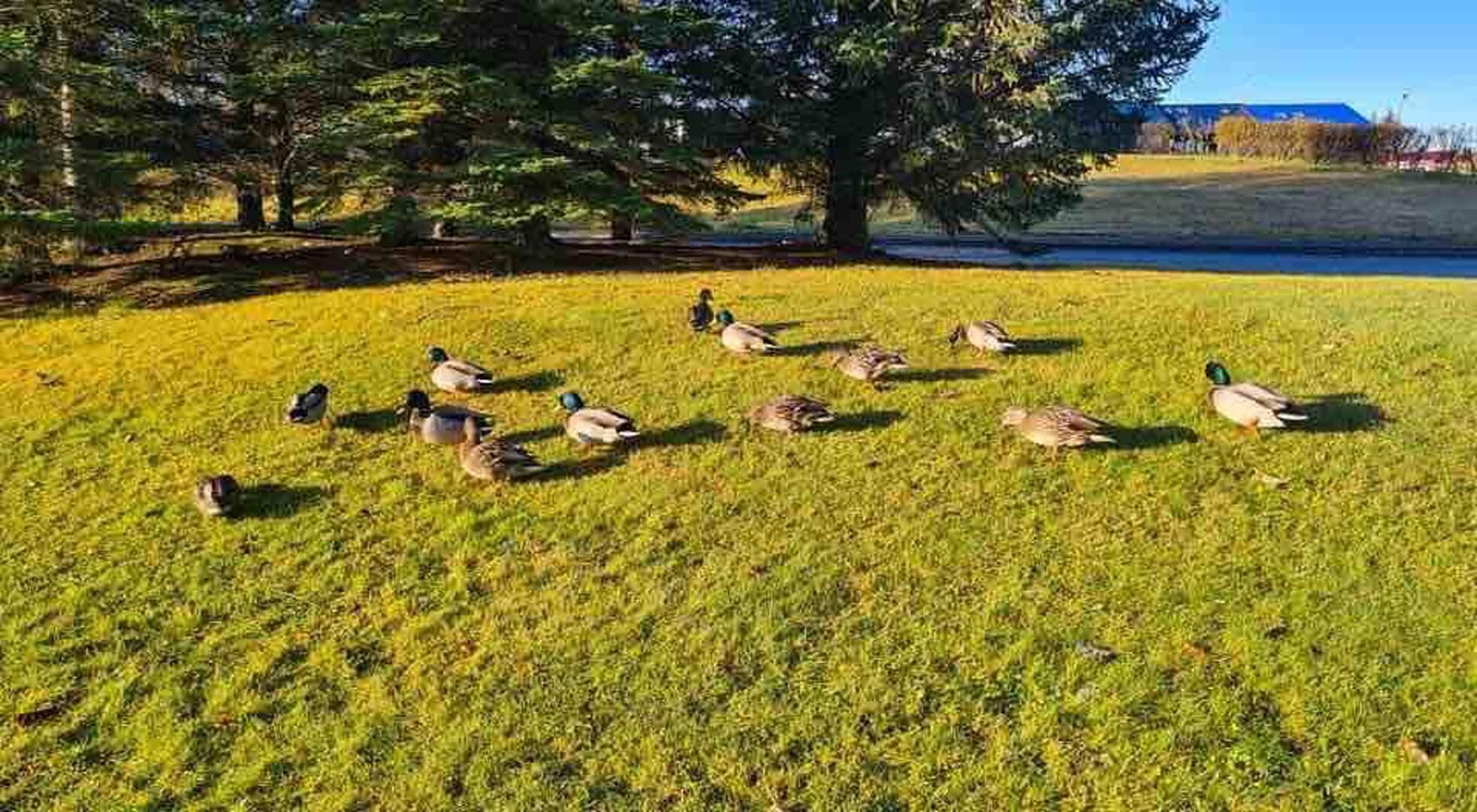 A grassy field with ducks and trees in the background.
