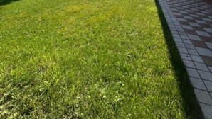 A well-maintained lawn with a large tree and a building with a tiled patio. - Garden Retreat by the sea on Albarella (Rosolina)