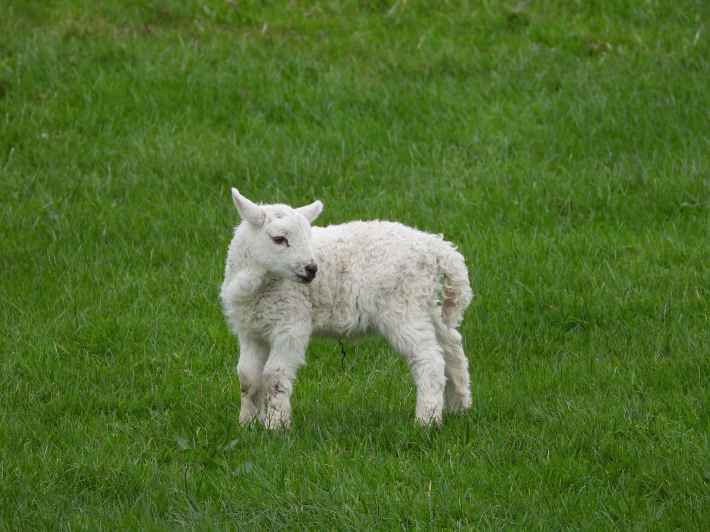 Un agneau blanc se tient dans un champ herbeux.