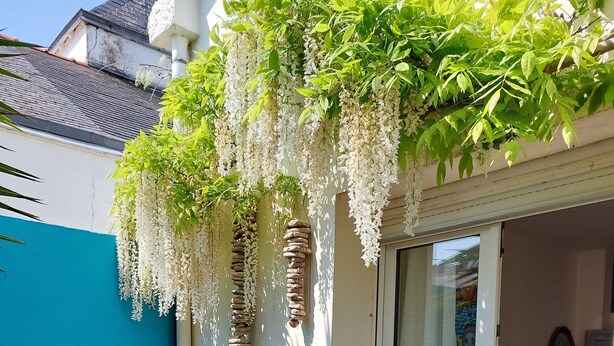 Una silla azul frente a un edificio con una puerta blanca, plantas en macetas y flores blancas colgantes.