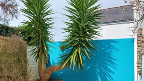 Un jardín con un muro azul, una palmera y varias plantas en macetas.