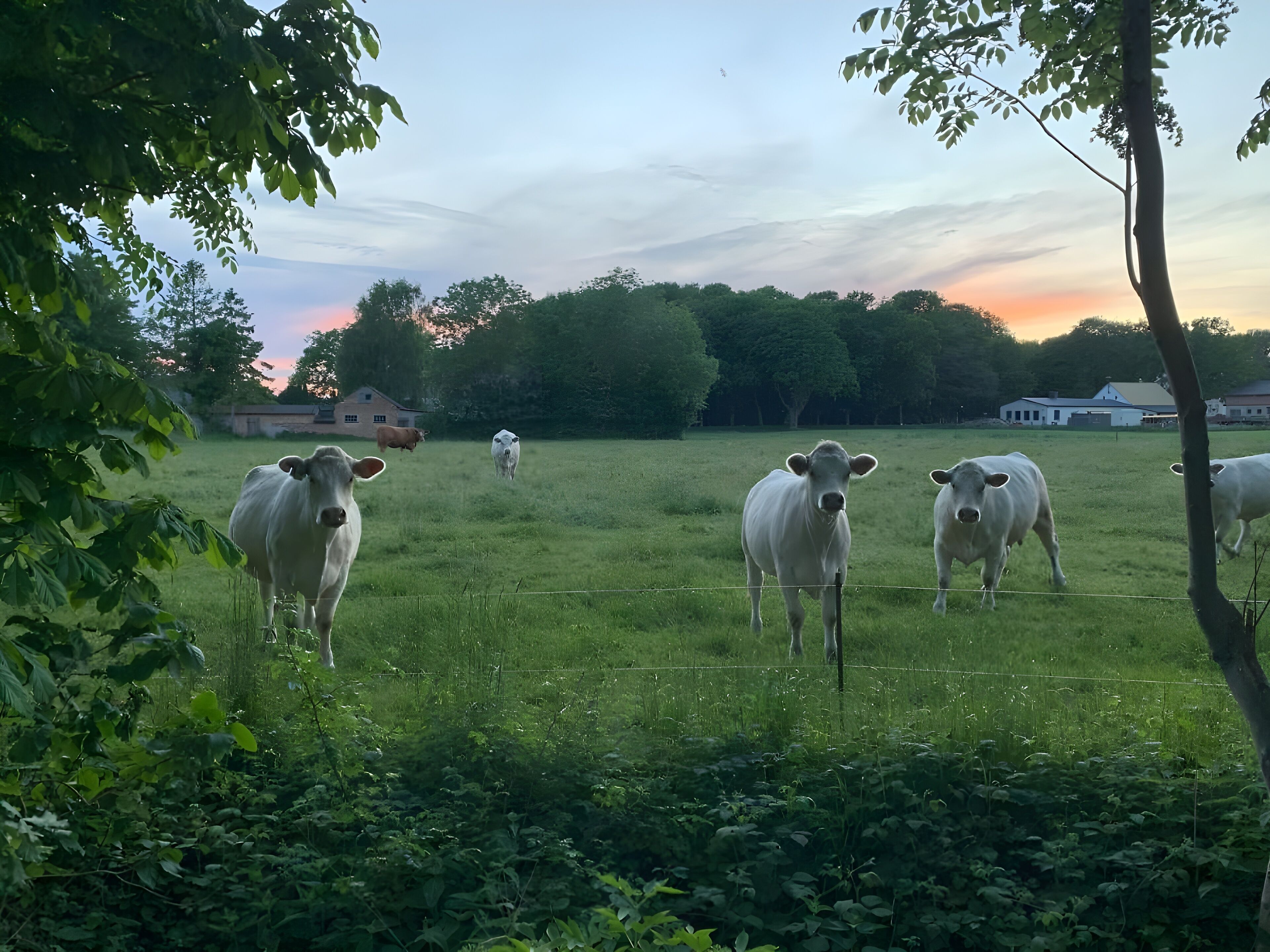 A grassy field with cows and a barn in the background.