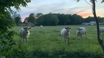 A grassy field with cows and a barn in the background.