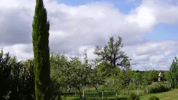 Un champ herbeux avec des arbres et un grand cyprès.