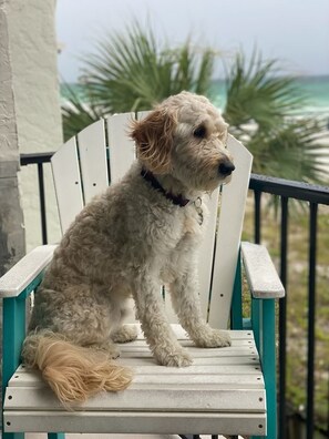 Property grounds - BEACH FRONT! BREATHTAKING VIEW, RELAXING FAMILY FRIENDLY PROPERTY, 3RD FLOOR (Panama City)