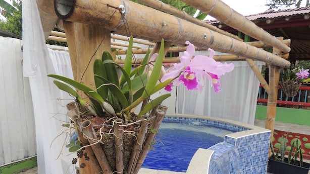 Un bain à remous entouré de pierres, bordé d’une structure en bambou, et un petit espace jardin agrémenté de plantes et de fleurs.