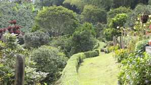 Un jardin luxuriant, avec une grande variété de plantes et d’arbres, un sentier sinueux et une clôture en bois.