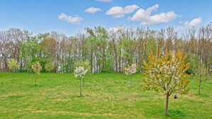 Un champ verdoyant parsemé de plusieurs arbres, dont certains sont couverts de fleurs blanches et d’autres de fleurs jaunes, sous un ciel bleu dégagé.