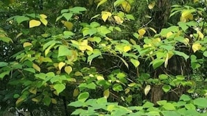 Uma cadeira de plástico azul ao ar livre, rodeada por folhagem verde.