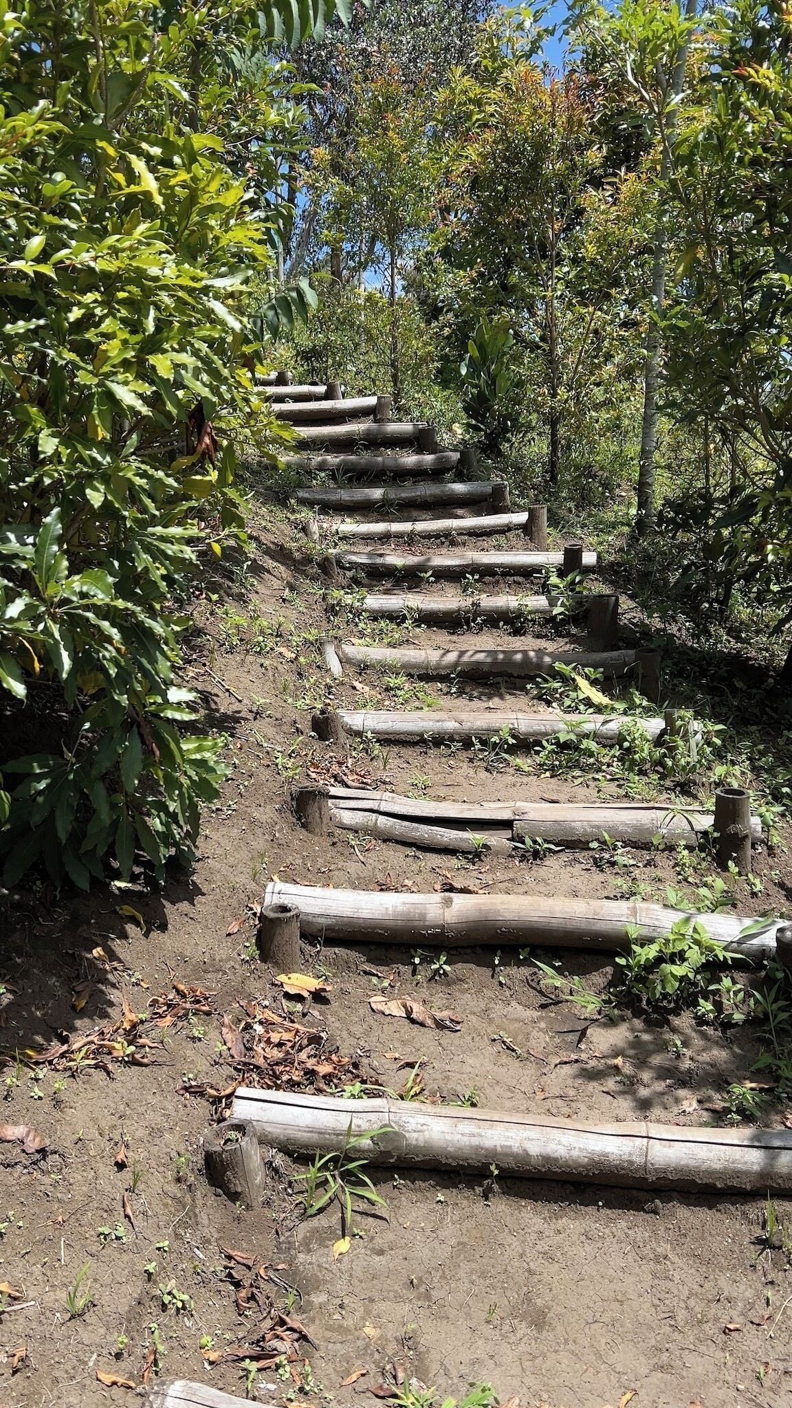 A dirt path with wooden logs and small plants growing between them.