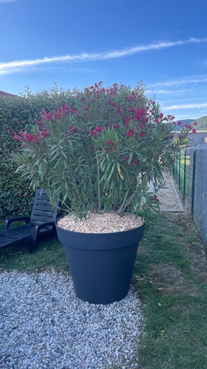 A potted plant with red flowers in a black pot, placed on a gravel surface.