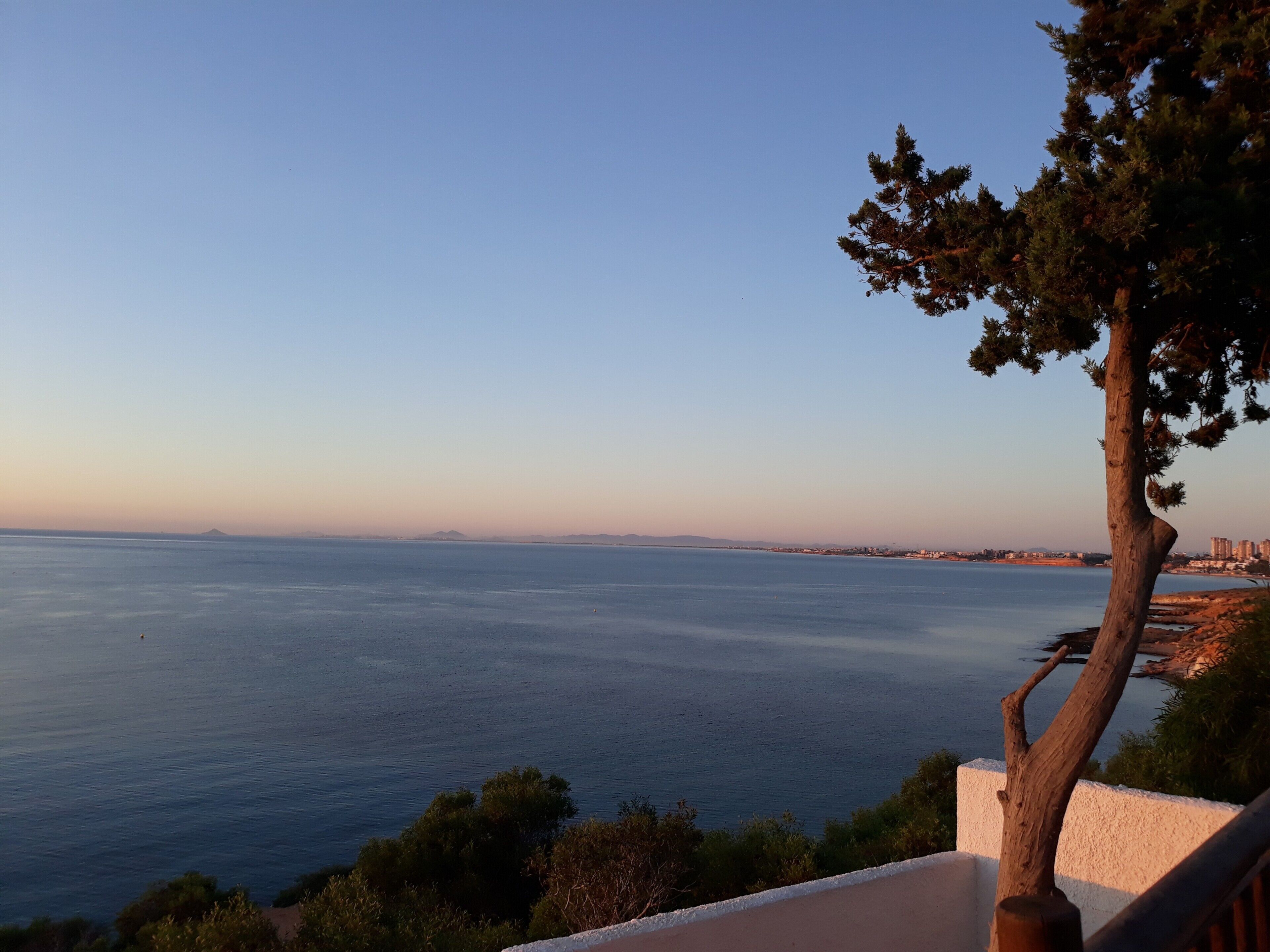 A coastal view with a clear sky, a tree, and a body of water.