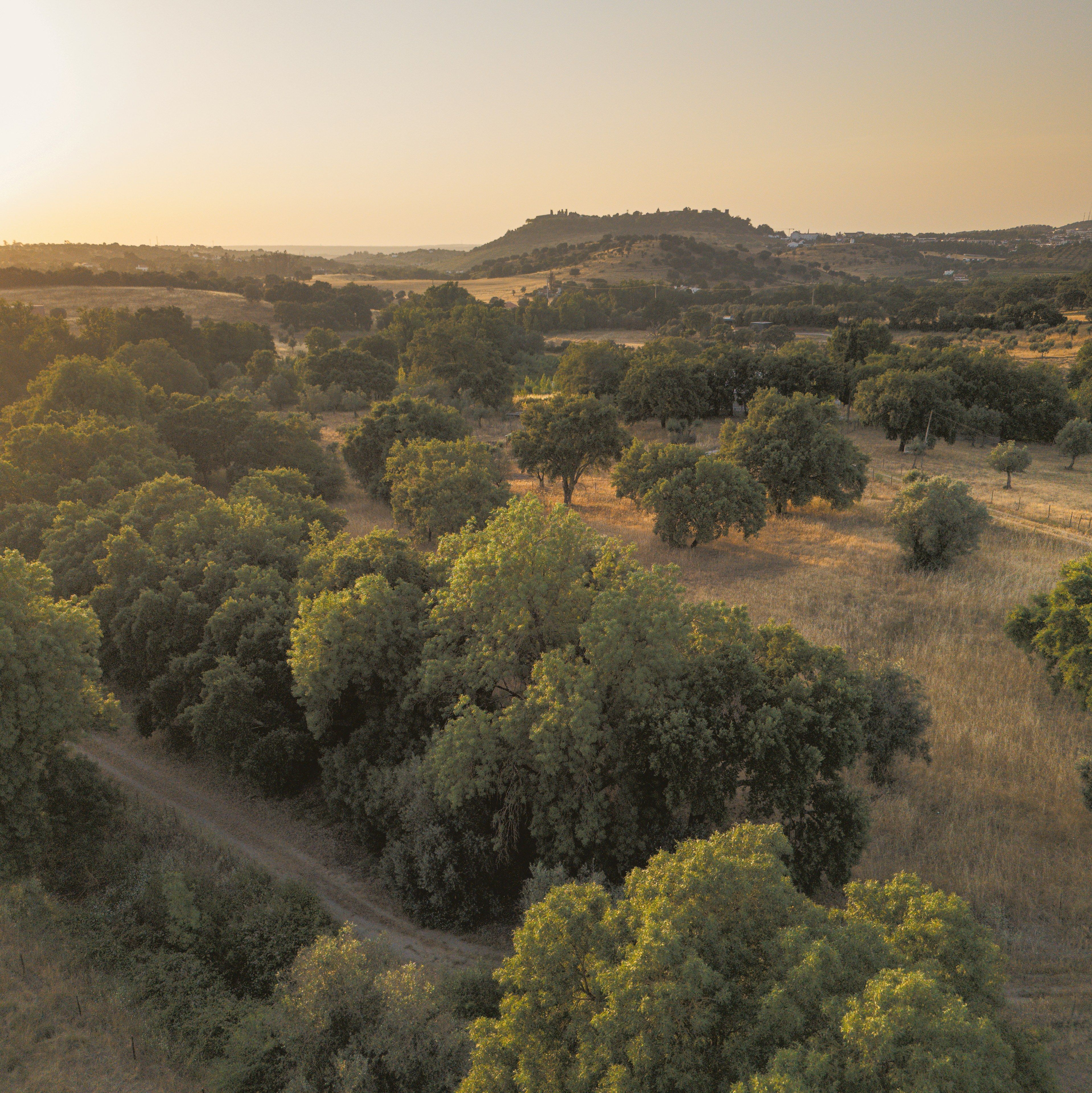 Un paisaje rural con árboles frondosos y un camino de tierra.
