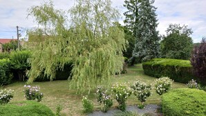 Um jardim bem cuidado com arbustos variados, um salgueiro-chorão e um caminho de pedra.