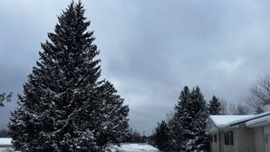 A snow-covered landscape with a large evergreen tree and a building with a snow-covered roof.