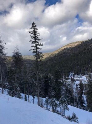 Escape to a serene winter wonderland surrounded by evergreen trees.