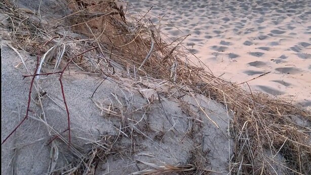 A beach with a sunset, sandy shore, and sparse vegetation. - Freshwater Flat, Downtown Douglas - Apart in Downtown right off Center Street. (Douglas)