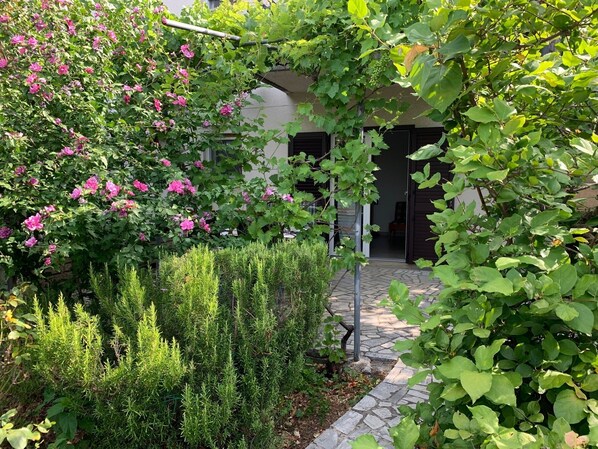 A garden with a variety of plants and a pathway leading to a building entrance.