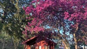 Ein rustikales Blockhaus mit Veranda, umgeben von einer Wiese und Bäumen mit rosa Blüten.
