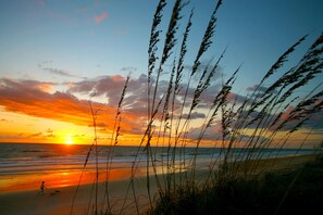 A beach scene with tall grasses in the foreground, a sunset in the background, and a person walking a dog.