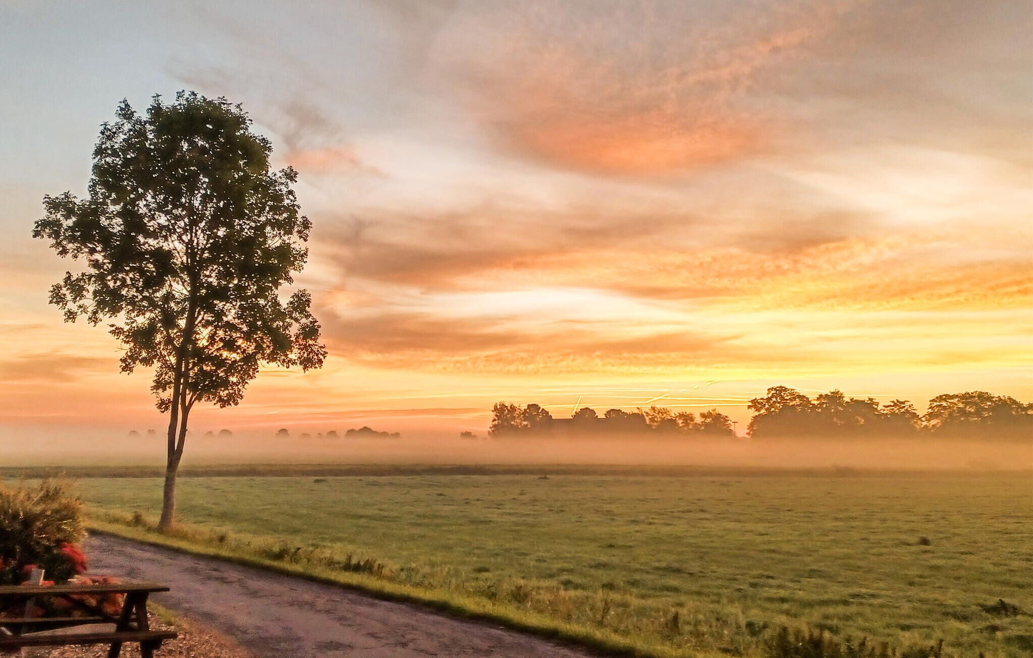 A tree-lined path with a bench, leading into a field.