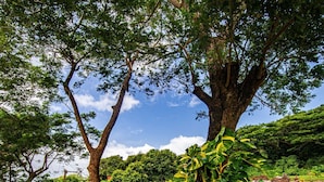 Un exuberante jardín con un árbol grande, setos bien cuidados y un camino de piedra.