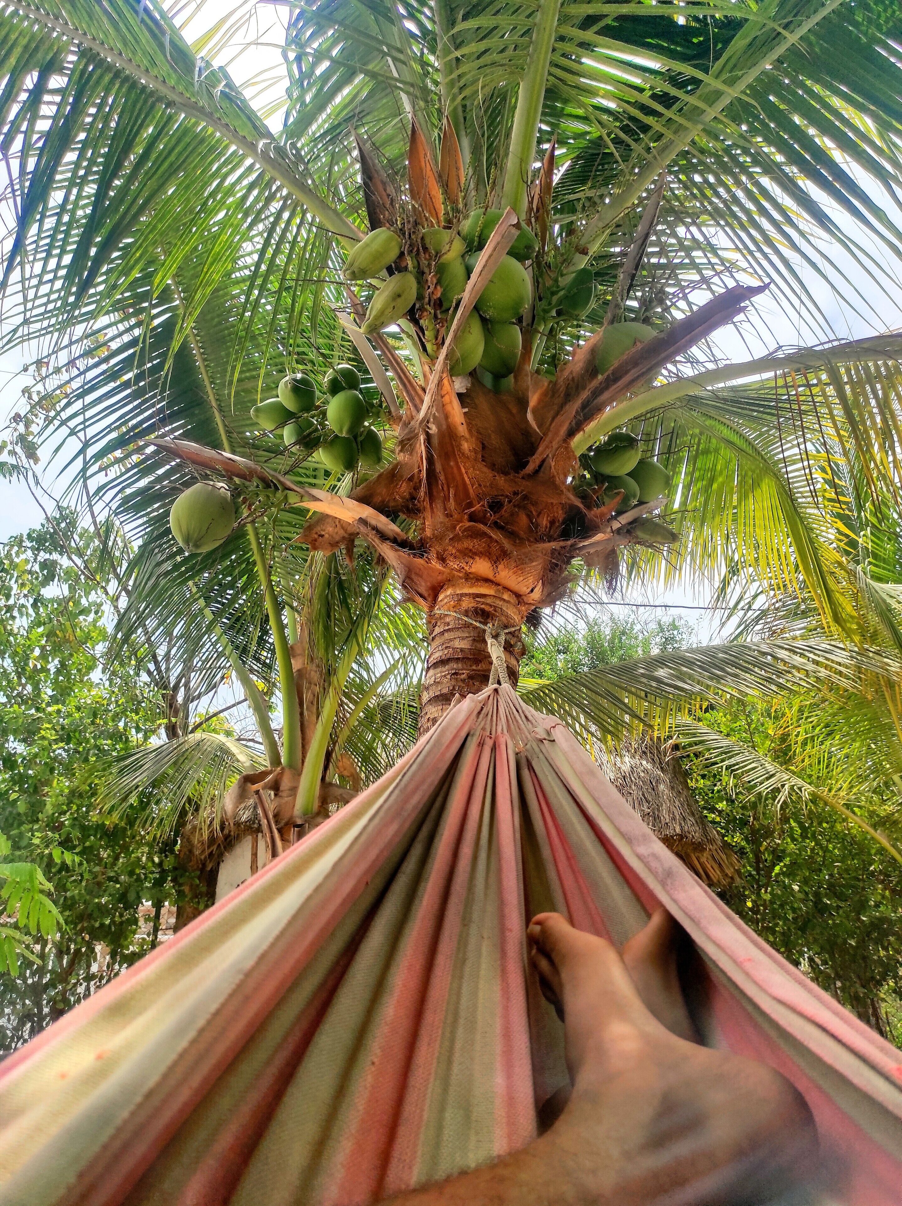 Eine Hängematte, die an einer Palme befestigt ist, mit hängenden Kokosnüssen.