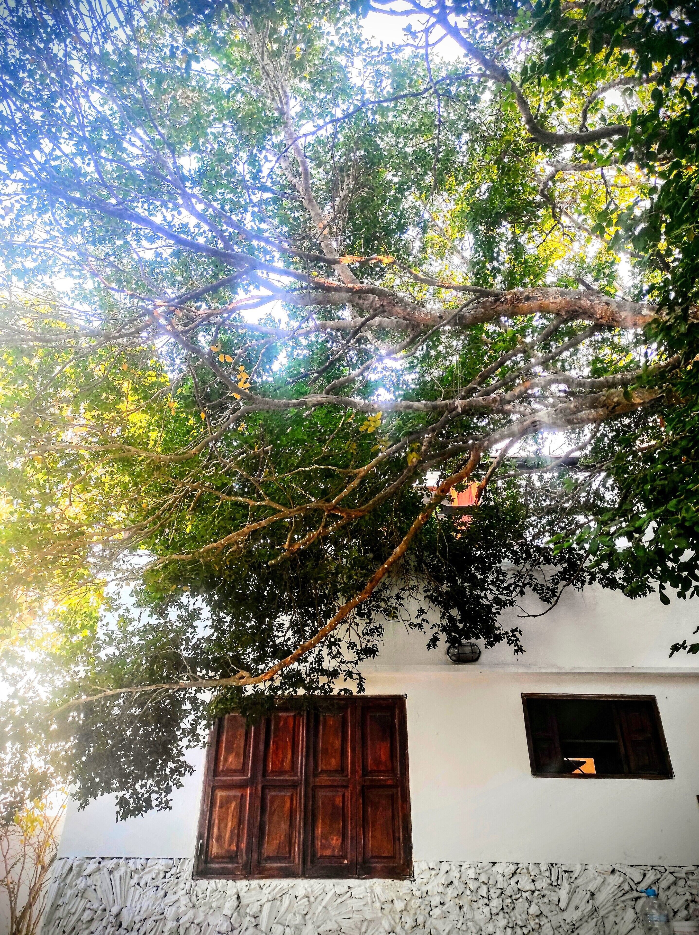 A tree with dense foliage in front of a building with a stone base and a wooden door.