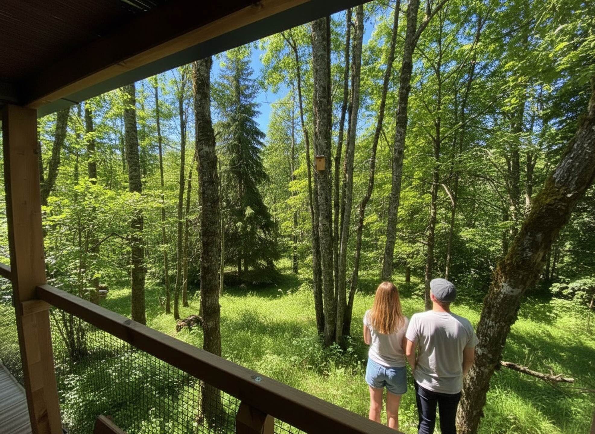 A forested area with a wooden deck and a view of tall trees.
