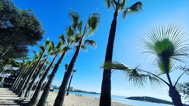 Une plage bordée de palmiers, sous un ciel bleu et dégagé.