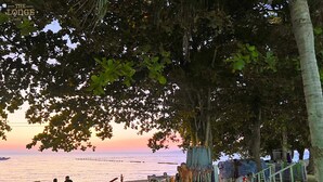 Un cadre idyllique au bord de la plage, avec un arbre offrant de l’ombre, une jetée et une petite construction abritant une table et des chaises.