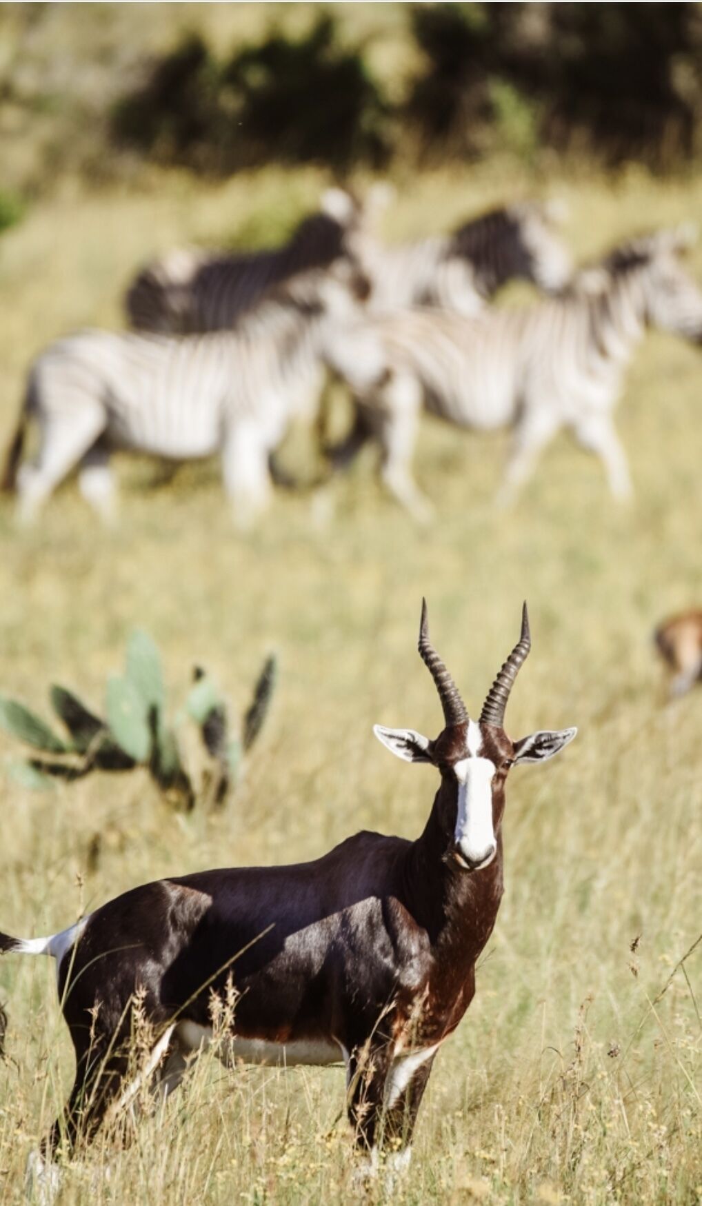 A gazelle with prominent horns in a grassy field, with zebras in the background.