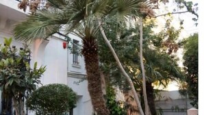 Un edificio con fachada blanca, varios balcones y una variedad de plantas en macetas, entre ellas palmeras.