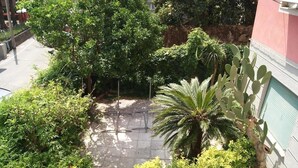A courtyard with various plants, including a palm tree and a cactus, surrounded by buildings.
