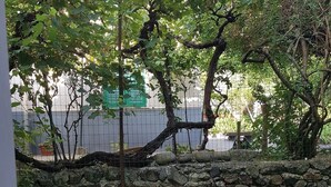 A stone wall with a small window and a tree with green leaves in the foreground. - Giuliana Cosy Apt central & near the best beaches (Monterosso al Mare)