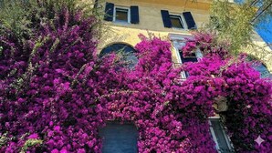 Ein Gebäude mit gelber Fassade und schwarzen Fensterläden, teilweise verdeckt von üppigen, violetten Bougainvillea-Ranken.