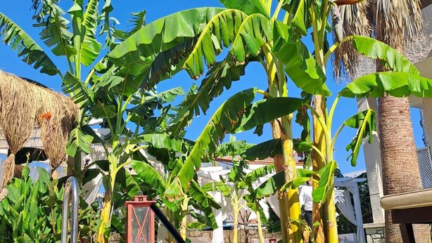 A pool area with a clear blue pool, surrounded by lush banana trees and a thatched structure. - Londia Alaçatı (Cesme)