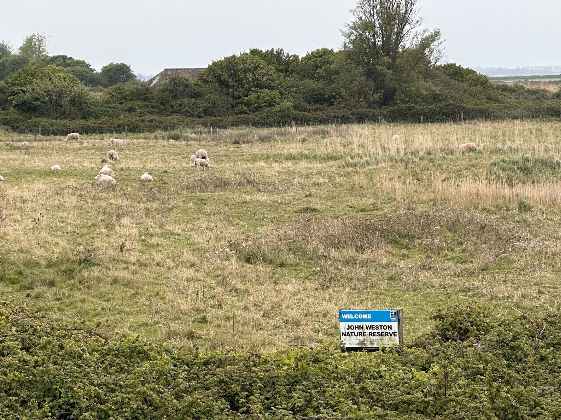 A sign for John Weston Nature Reserve with sheep grazing in the background.