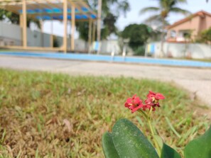 Ein Gartenbereich mit einem Gazebo, einem kleinen Gebäude und einer Palme im Hintergrund.