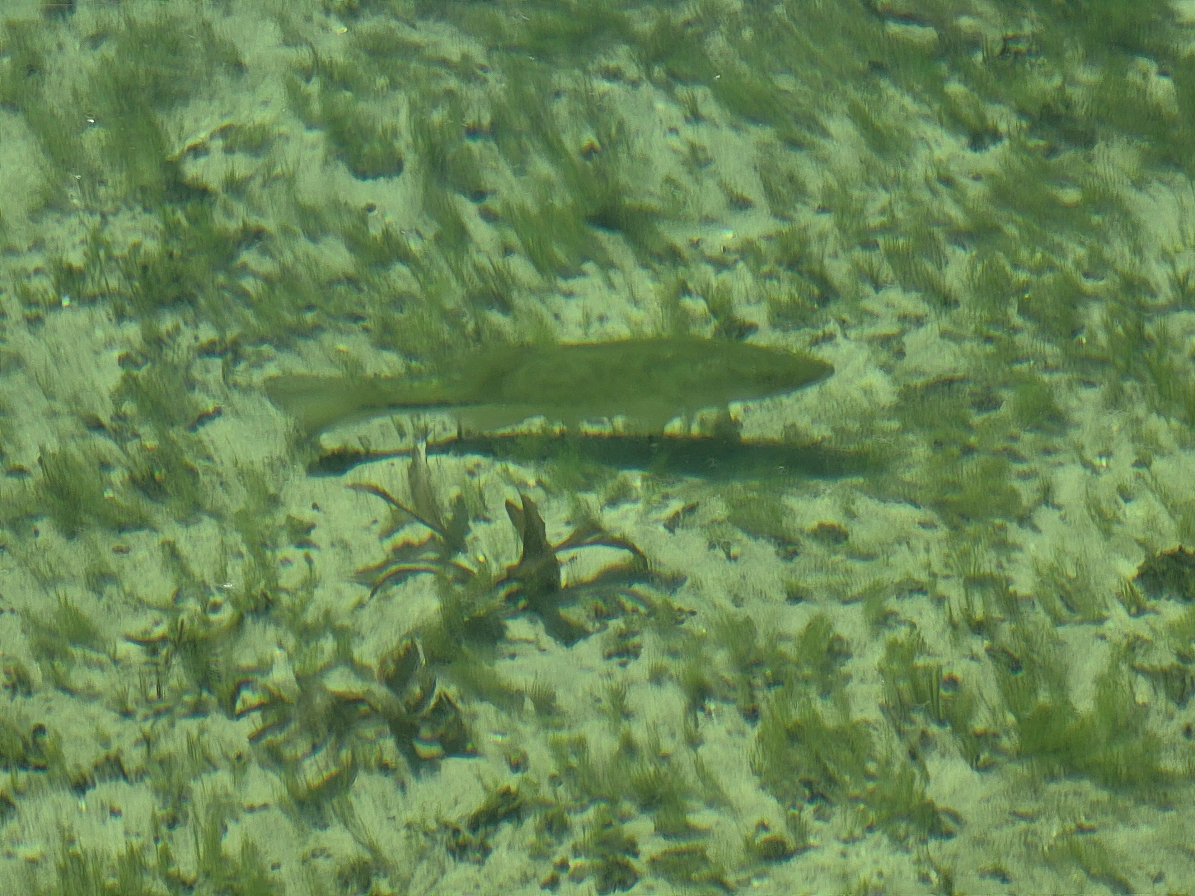 Ein Fisch schwimmt in klarem Wasser zwischen Wasserpflanzen.