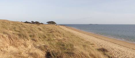 A beach with a grassy dune and a clear view of the ocean.