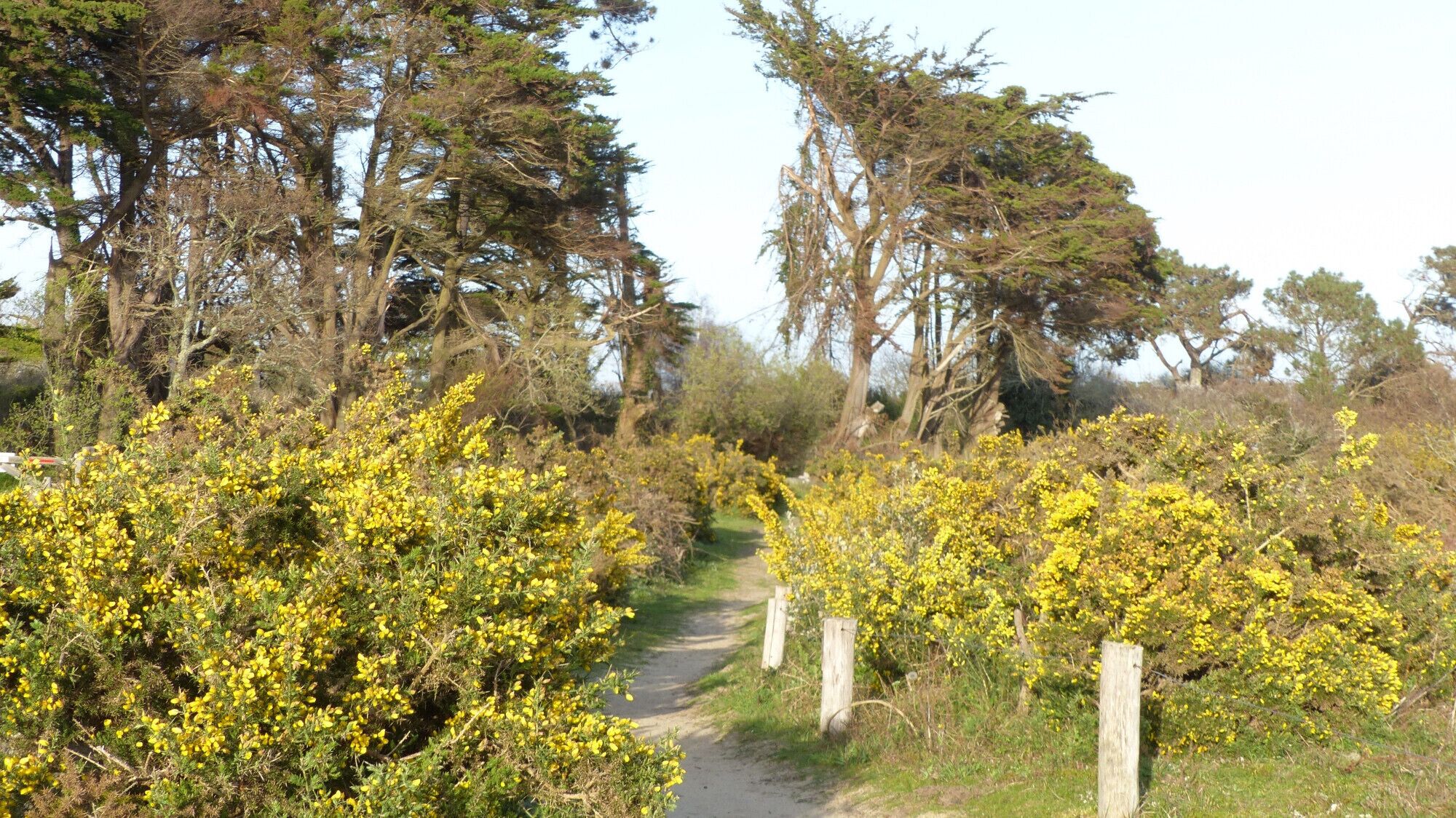 A narrow dirt path flanked by dense yellow flowering bushes, leading through a wooded area with tall trees.