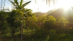 A lush garden with various plants and a bamboo structure. - Melody (Jerowaru)