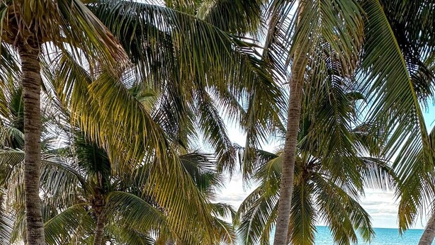 A wooden pathway leading to a beach with palm trees and a view of the ocean. - Keys home overlooking the ocean and beautiful sunrises! (Islamorada)