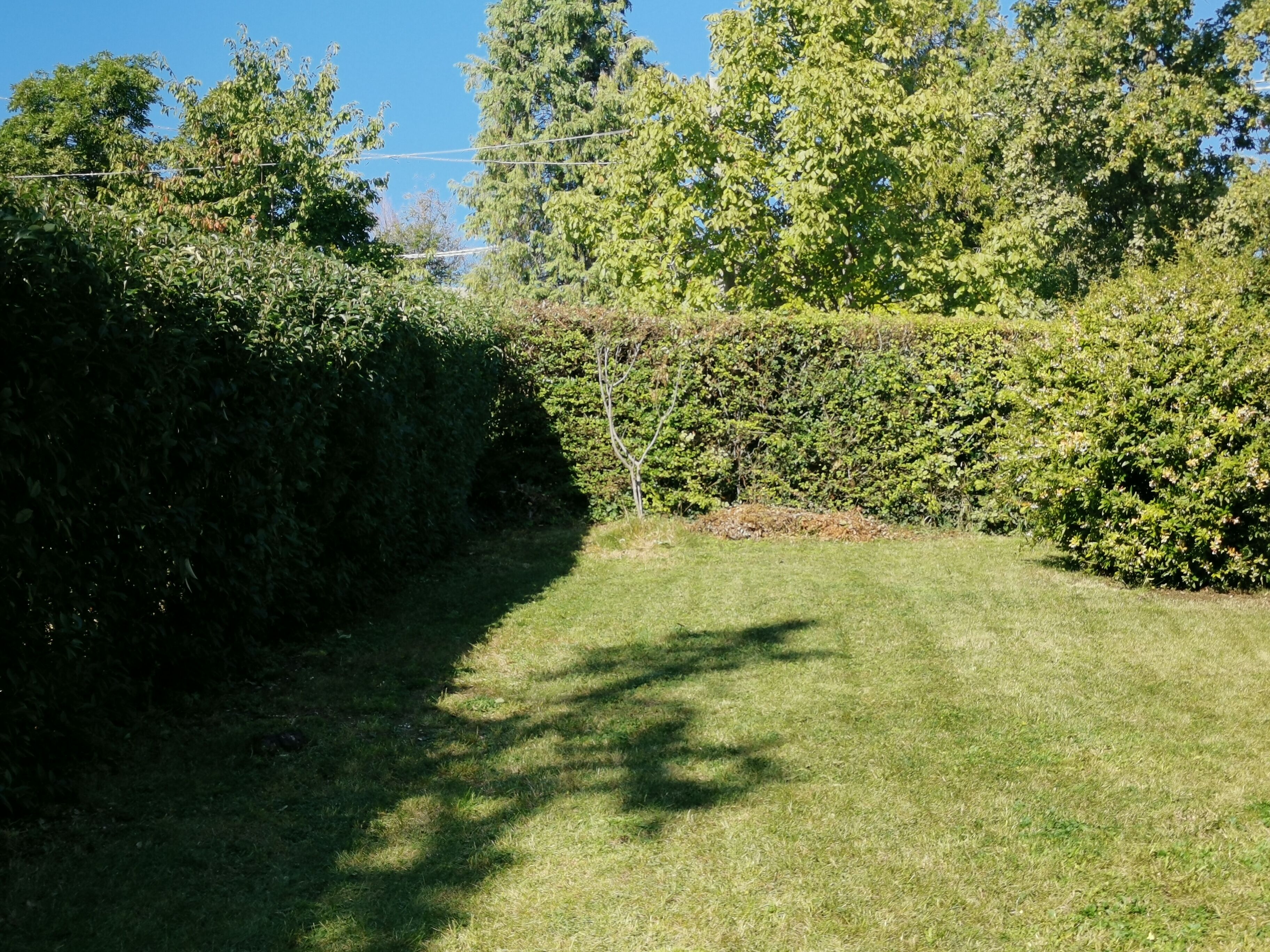 Un'area erbosa con arbusti e alberi fitti.