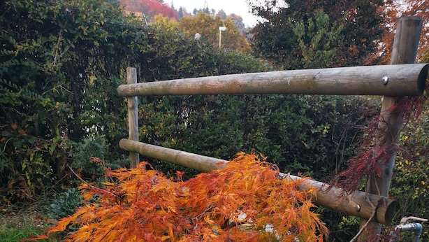 Ein Garten mit Kiesweg, Holzzaun und Herbstlaub.