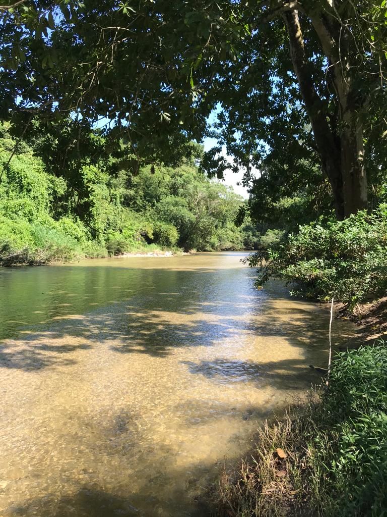 Un río con aguas cristalinas, rodeado de abundante vegetación y árboles.