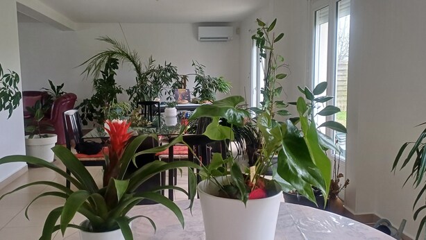 A room with multiple potted plants, a dining table, chairs, and a window providing natural light. - 2 BRIGHT ROOMS IN A HOMESTAY (Quincy-Voisins)